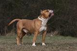 AMSTAFF ADULT 364